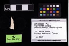 Foto (Objekt + Etikett) von Paguridae indet.  (NHMW-GEO-2017-0093-0025)